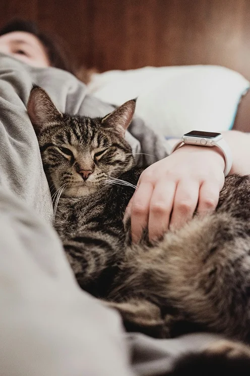 why cat lay on chest